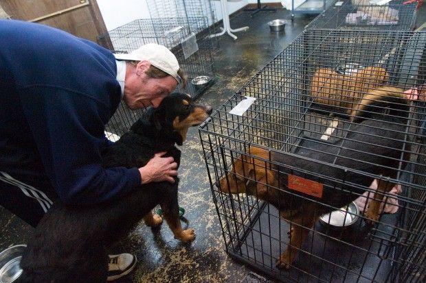 Commissioners to consider hiring new Porter County Animal ...